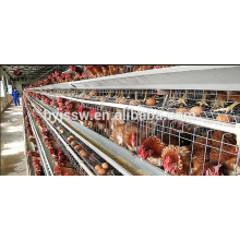 Uganda Poultry Farm Automatic Chicken Layer Cage In China